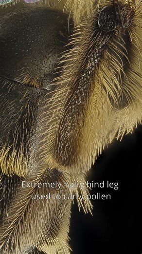 Can You Guess This Fuzzy Insect? - Short #1