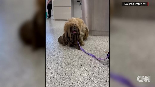 316K views · 3.3K reactions | A stray Shih Tzu needed a haircut so badly you could barely tell it was a dog. But post-shave, a star is born. CNN's Jeanne Moos reports. https://cnn.it/2SKFjh1 | CNN | Facebook