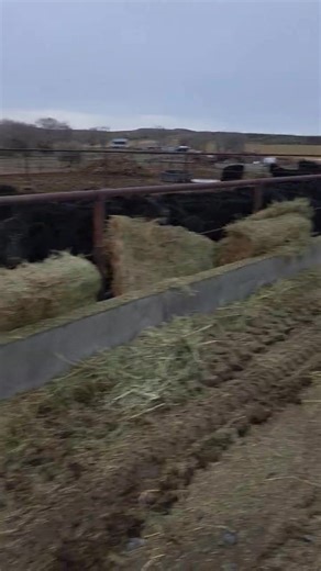 Making sure everyone is fed… life on the ranch keeps going even though it’s Christmas. 🤠