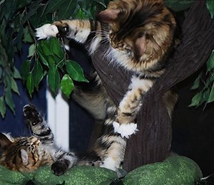 Maine Coon Cat Trees