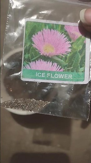 how to grow ice plant from seed #shorts #viral #iceplant #youtubes ...