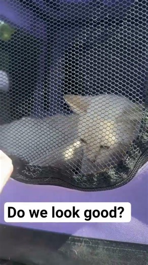 The treatment will cost $600,and we can't do it alone.ways to help PayPal.LINK IN BIO#cat#catclinic
