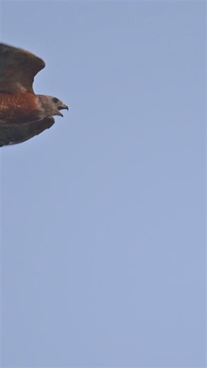 12K views · 618 reactions | Red-shouldered Hawk calling in slow motion, followed by the same clip at real-time speed. | Srikanth Boga Photography | Facebook