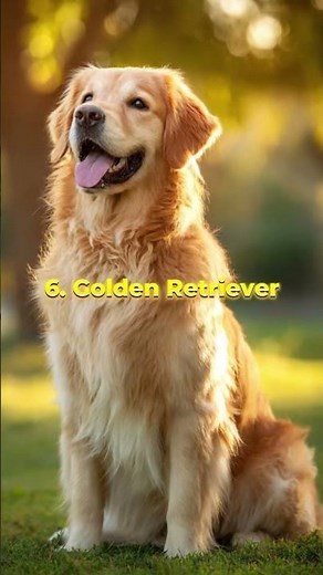 Top 10 Smartest Dogs In The World