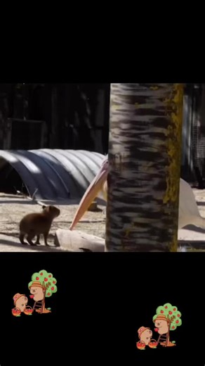 Capybara: A Symbol of Peace and Love