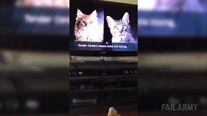 Ultimate Funny Dogs Compilation by FailArmy