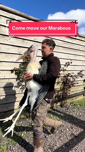 Move Marabou Storks with Jake