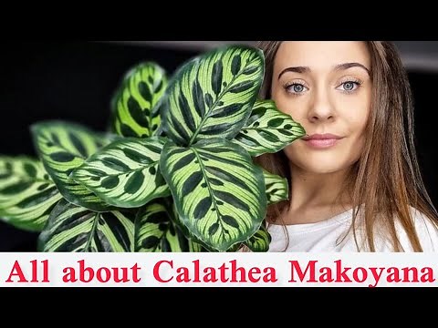 Calathea makoyana care /All you need to know about peacock plant