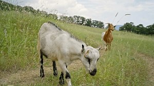 4k Ground-level Footage Organic Goat Herd Stock Footage Video (100% Royalty-free) 1105639807 | Shutterstock