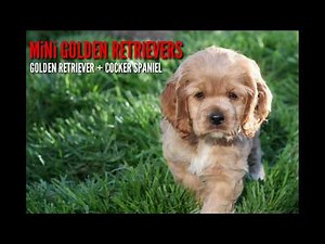 Mini Golden Retriever: Golden Retriever Cocker Spaniel Purebreed Mix Designer Breed Puppies for Sale