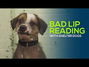 Bad Lip Reading - With Shelter Dogs!