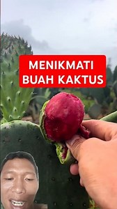 ENJOYING CACTUS FRUIT #tunastantaniindonesia #shorts #agricuture #cactus #farming