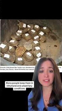 Turtle Racing: What You Need To Know