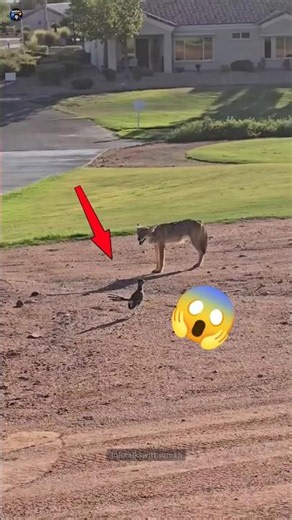 This Bird Can Run Faster Than a Car! 😱