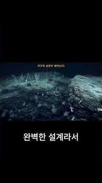 다리를 걷고 장기로 숨 쉬는 생명체｜바다거미의 비밀! #바다거미 #자연의신비 #심해생물 #진화의경이 #생명의디자인 #유튜버 #정보 #동물