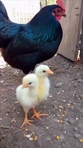 262K views · 5.9K reactions | Sainin ne dunya kuituhin geh ekka negea tantu marat saya #followersシ゚ #haghlightseveryone #facebookviral | Anak Miskin Vlog | Facebook