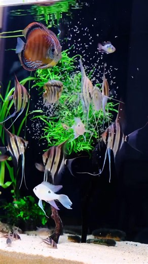 Feeding Angelfish and Discus 🔥