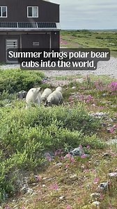 130 reactions · 30 shares | Polar bear cubs, endless tundra, and the wildest summer story you'll ever tell. With Churchill Wild, you’ll explore the remote Canadian Arctic on foot, encountering polar bear families in their natural environment. No fences. No crowds. Just raw, untamed wilderness and the rare opportunity to watch cubs grow up in the wild. | Churchill Wild Polar Bear Tours | Facebook