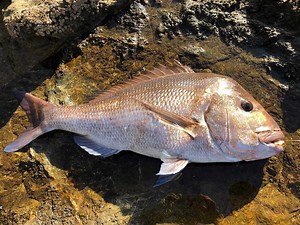 When fishing off the rocks, burley is so important to bring in and keep those bait fish and predatory fish around...but as Matt explains, in winter, you can expect those bigger snapper to be less shy and feed right up close, making for some pretty cool experiences. Matt wasn't kidding about hand feeding these guys either, the footage has to be seen to be believed - you know where to find it, on ultimatefishing.tv or the Ultimate Fishing app. Hunting & Fishing New Zealand #southernbaitburley | Ul