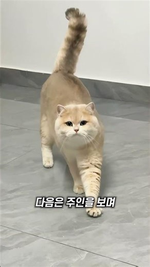 고양이가 주인을 신뢰하고 있을 때 보이는 행동