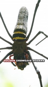 Handling a variety of creepy, crawly arachnids! #bravewilderness #wildlife #nature #arachnids | Mark Vins