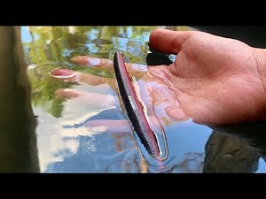 TOPWATER FISHING SENKO SECRET! (How to fish a stick bait) – KastKing