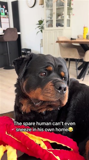“Stop that!” #rottweiler #dogs #puppy #pets