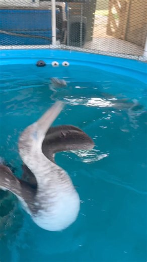 14K views · 118 reactions | Bluebell the Gannet has started eating on her own which is a great step in her rehabilitation journey. Did you know ⁉️ There are only three types of Gannets in the world with only one species found in North America! The other species are found in Australasia and Africa. | Amos Rehabilitation Keep - ARK at UT Marine Science Institute | Facebook