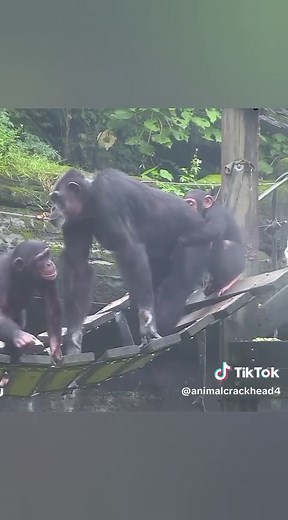 Chimpanzee Sexual Swelling: Why Troops Turn Competitive
