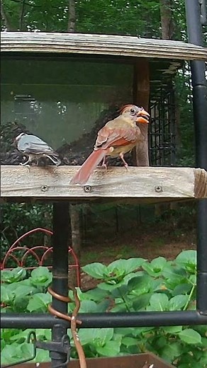 Cardinal & Nuthatch Share a Peaceful Feeder Moment
