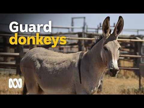 Feral donkeys - guardian animals or Chinese 'ejiao' medicine? 🐴💊 | Wild Rides Ep 2 | ABC Australia