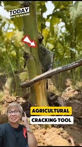 1K views · 2.1K reactions | Plant cracking cut using tools #reactionvideo #tool #manaypeps #followme #followersreels #fbreels2024 #followerseveryonehighlights | Efigenia Lustre | Facebook