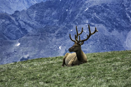 Huge elk named 'Split 5,' regarded as the king of the Estes Park herd, killed by hunter - 98.5 KYGO