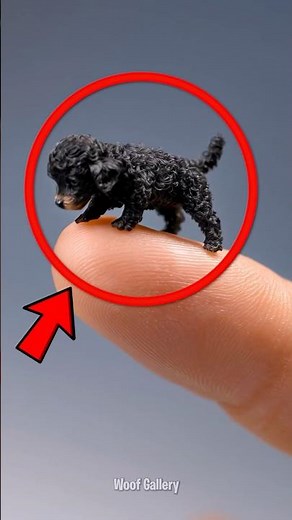 5 Smallest Dogs on Earth