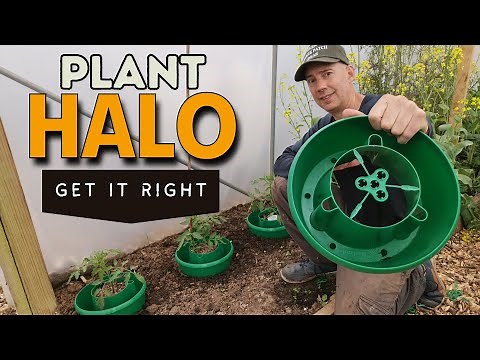 How to Use a Tomato Plant Halo
