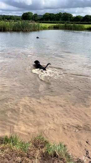 Alpha b Dog Training on TikTok