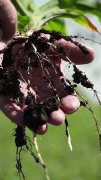 Pivot Bio is a hedging tool for growers