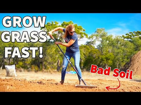 How to Grow Grass from Seed and Fix Bare Spots