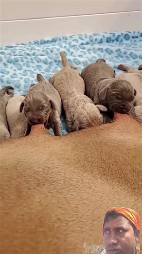 Nursing Puppies!#Shorts#Weimaraners #puppy #cute #puppylove