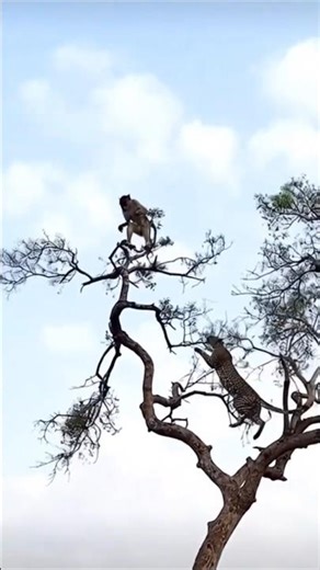 😱😂Leapard is trying to catch Monkey 🐒 #funny #comedy #memes