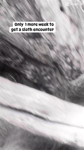 6.9K views · 63 reactions | 殮 Sloth Encounters — One Week Left! August 3rd is your last chance to meet our sweet sloth up close! After that, sloth encounters are going on pause. Don’t be slow… book your sloth encounter today before it’s too late!  Limited spots available! #sloth #sloths #tennesseesafaripark | Tennessee Safari Park | Facebook