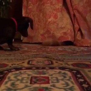 159K views · 3.1K reactions | Dachshund vs Cat! | Sausage Dog Central | Facebook