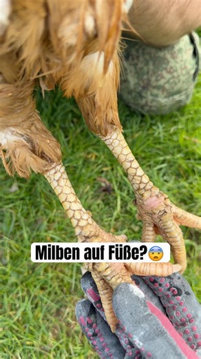 Warum Hühner Vaseline brauchen?😨 #hühner #lanfwirtschaft #milben #gutzuwissen #tierhiltr #natur