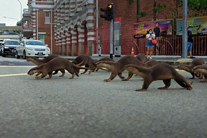 Singapore and its otters feature in new BBC Earth documentary series Mammals