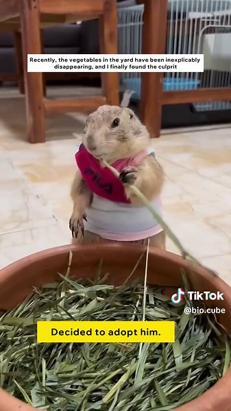 Adorable Marmot Stealing Food Compilation