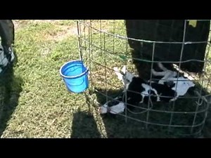 Death of a young dairy cow