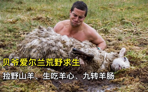 贝爷爱尔兰荒野求生，捡头扑街老母羊、制作九转羊肠、吃新鲜海胆