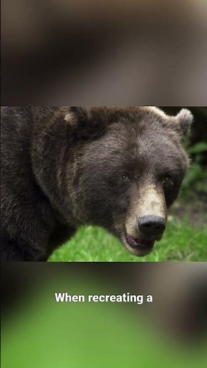 Bears moving to lower elevations due to huckleberry shortage