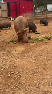 Wendy was the first feral pig we ever took in. Animal control found her after she was attacked by dogs (see her injured ear). It was evident that she had been domesticated and kept as a pet. However, owning feral pigs is illegal, which likely explains why no one claimed her or why she may have been captured as a piglet and illegally raised and released. Sometimes hunters shoot adult feral pigs and discover piglets that they sell for profit. Many people buy these piglets, either to raise them for