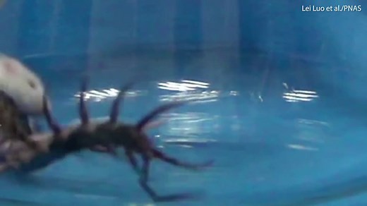 Centipede uses deadly toxin to attack prey up to 15 times its size